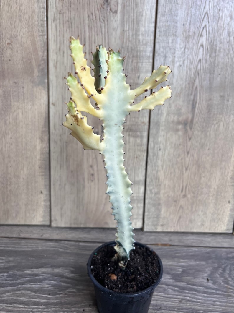 variegated ghost plant succulent Ghost Cactus | 4" White Variegated Euphorbia Lactea