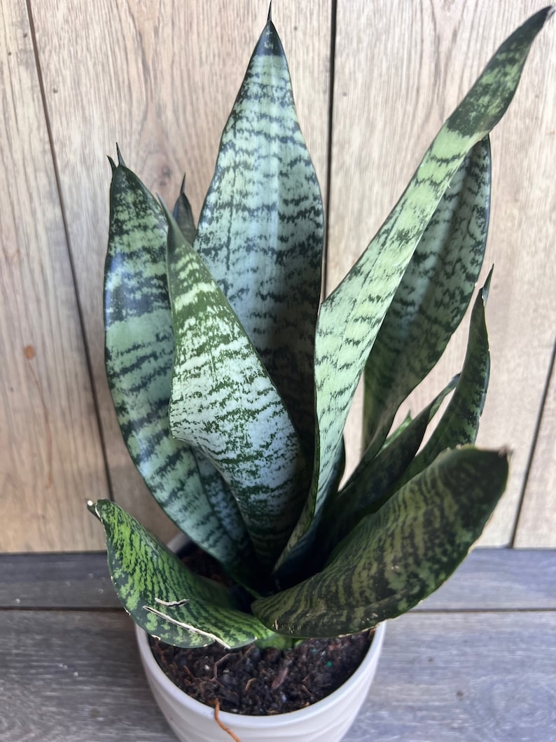 Large Sansevieria Futura Robusta Plant in 6” Pot