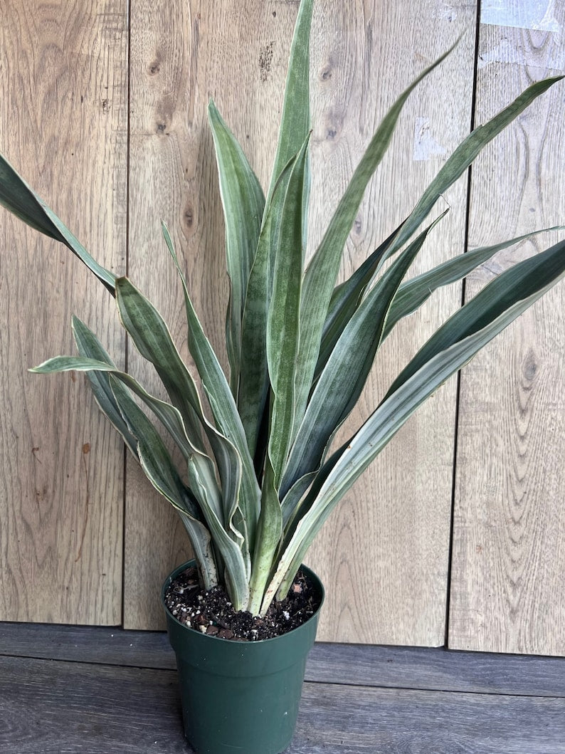 sansevieria sayuri Sansevieria Sayuri Snake Plant in 6