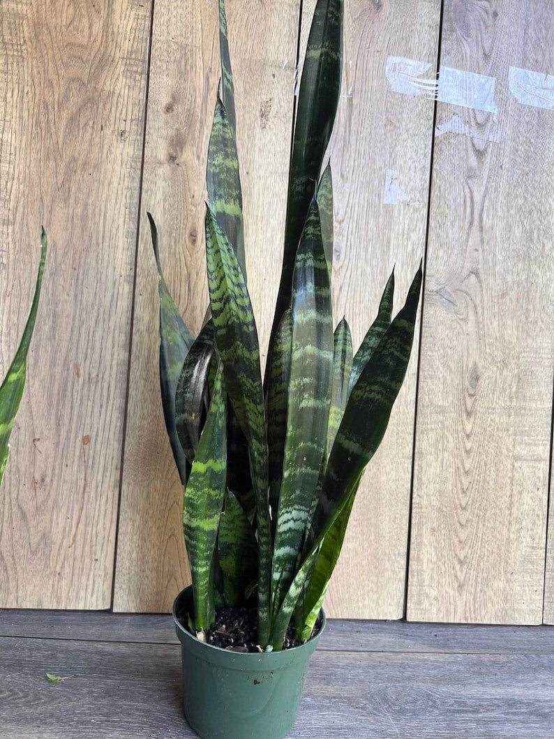 Sansevieria Black Coral Plant in 6