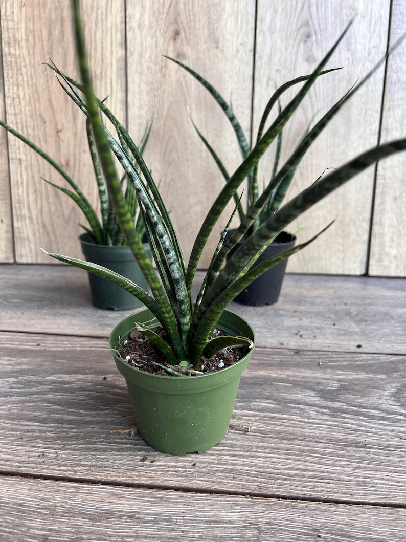 Sansevieria Fernwood Mikado 4