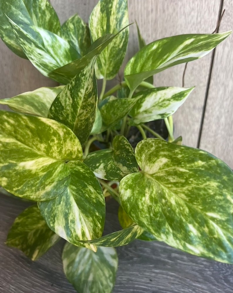 golden pothos good for air Golden Pothos Plant in 6" Pot | Air Purifying Houseplant