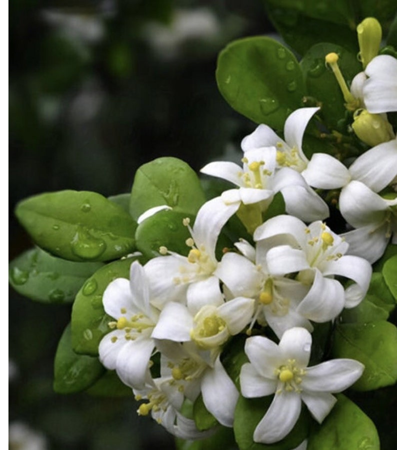 Orange Jasmine Plant in 4" Pot, Murraya paniculata, Fragrant Evergreen Shrub for Indoor/Outdoor Use