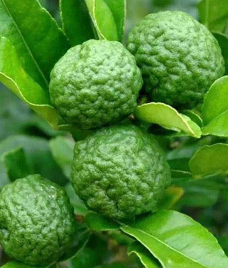 Kaffir Lime Tree - 1/2 Gal Pot - Citrus Hystrix Makrut - Aromatic Leaves for Cooking - Thai Lime - Jeruk Purut