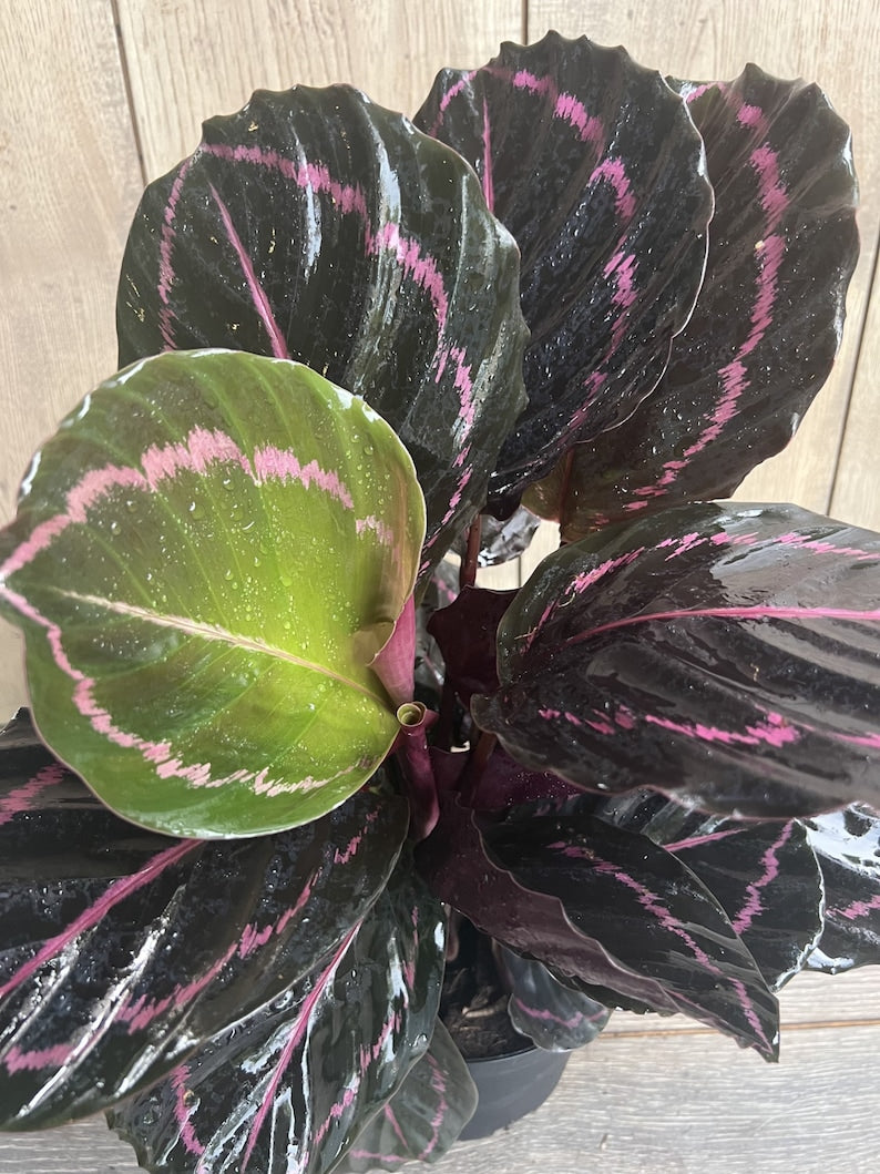 Calathea Dottie Plant in 6" Pot - Black Leaves with Pink Halo, Maranta Family, Non-Toxic Indoor Houseplant