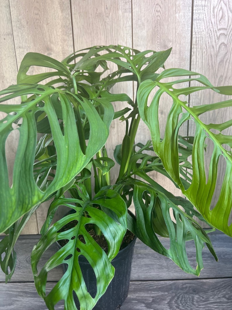 fenestrated monstera Large Monstera Esqueleto Plant in 10” Pot | Monstera epipremnoides