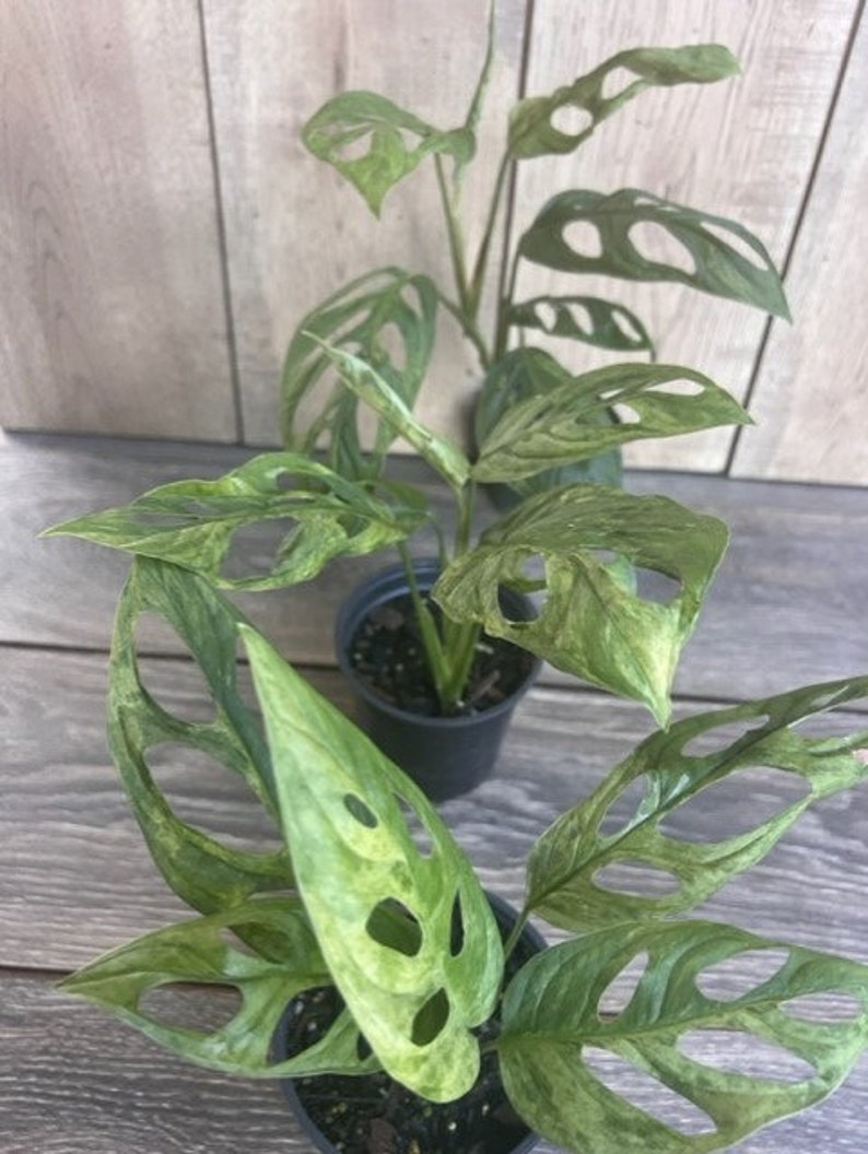 monstera adansonii mint Variegated Monstera Adansonii Mint Plant in 4