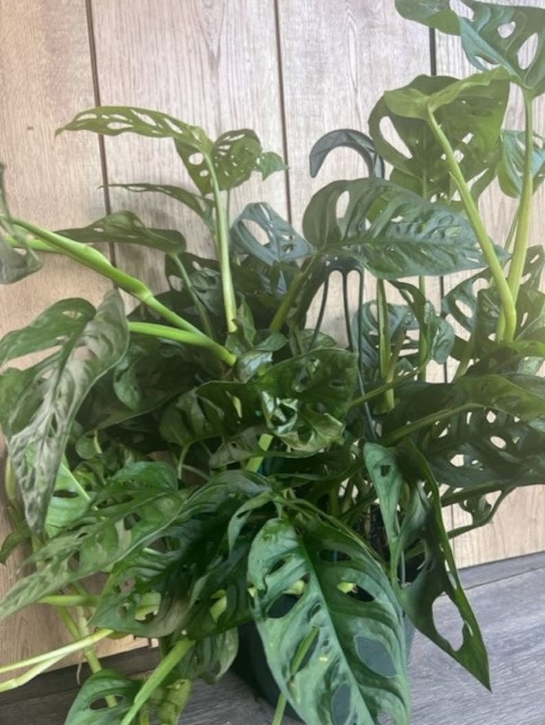 Monstera Adansonii Plant 8" Pot Swiss Cheese Vine Healthy Indoor Houseplant