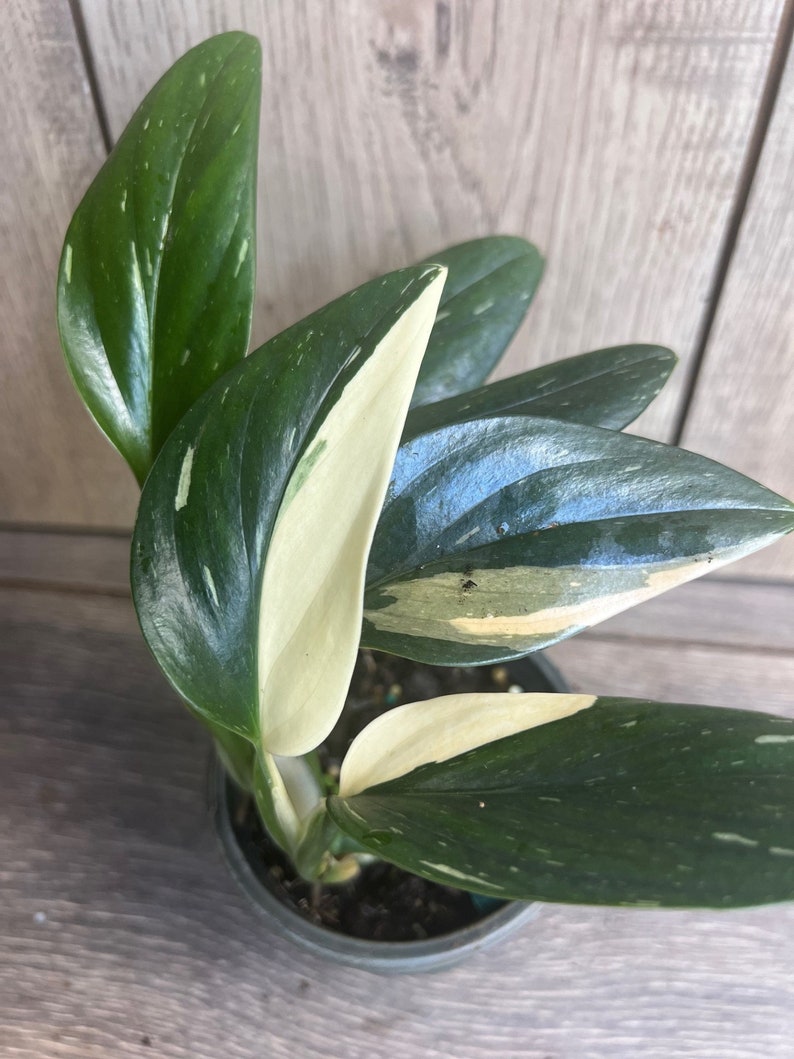 Monstera Standleyana Albo 4