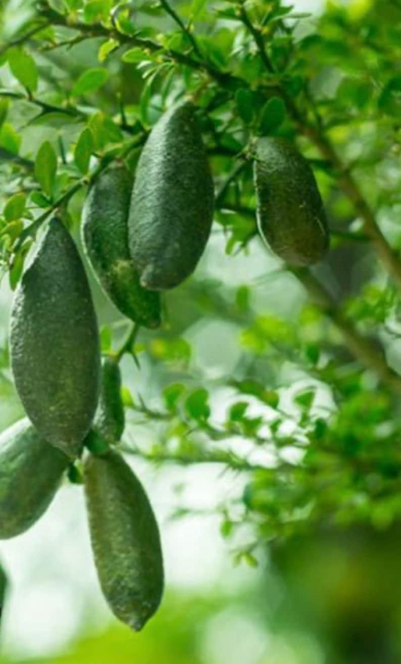 Finger Lime Tree, 1/2 Gallon Pot, Microcitrus australasica, Air Layered, Florida Shipping Only, Unique Citrus Caviar Plant