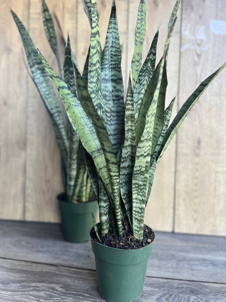 are snake plants air purifiers Sansevieria Zeylanica Snake Plant in 4" Pot