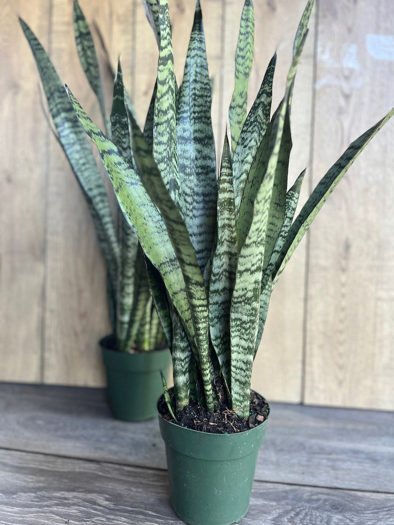 air purifier snake plant Sansevieria Zeylanica Snake Plant in 4" Pot