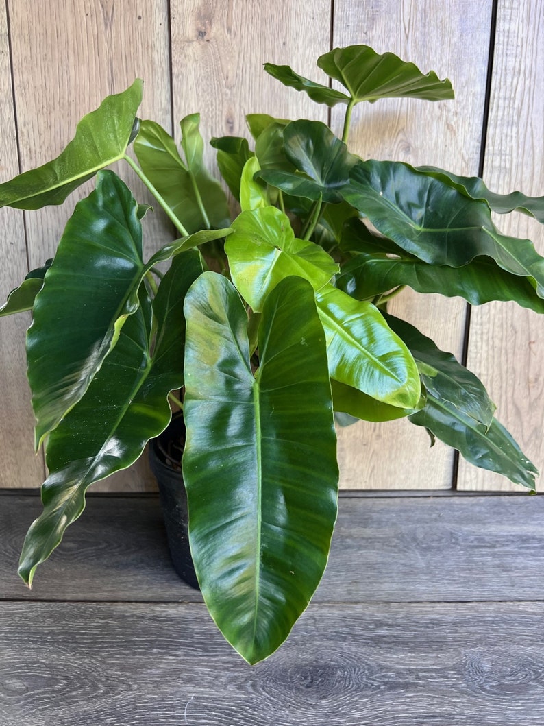 philodendron burle marx care Philodendron Burle Marx Plant in 6" Pot - Glossy Heart-Shaped Leaves