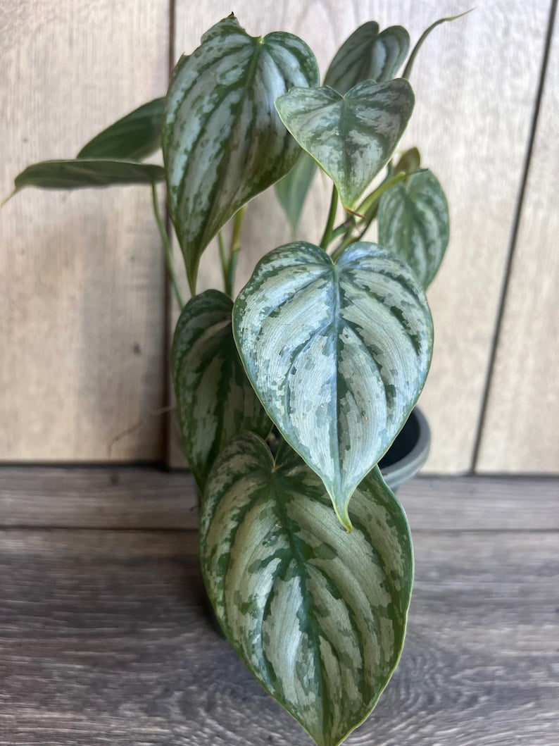 philodendron brandtianum rare Philodendron "Brandi" 4" Pot