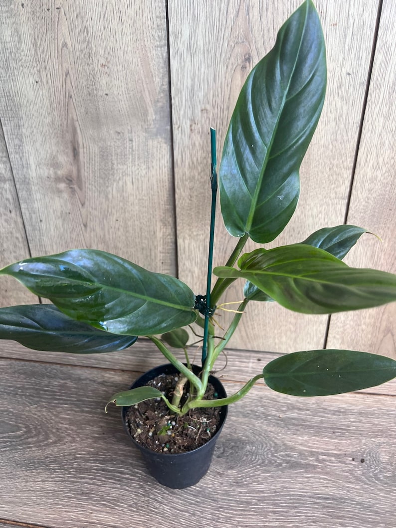 philodendron climber Philodendron Subhastatum Plant in 4" Pot