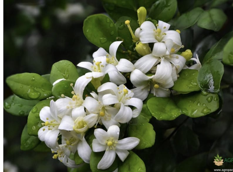 Large Orange Jasmine Plant in 10" Pot, Murraya paniculata, Fragrant Evergreen Shrub, Tropical Indoor Outdoor Garden Plant