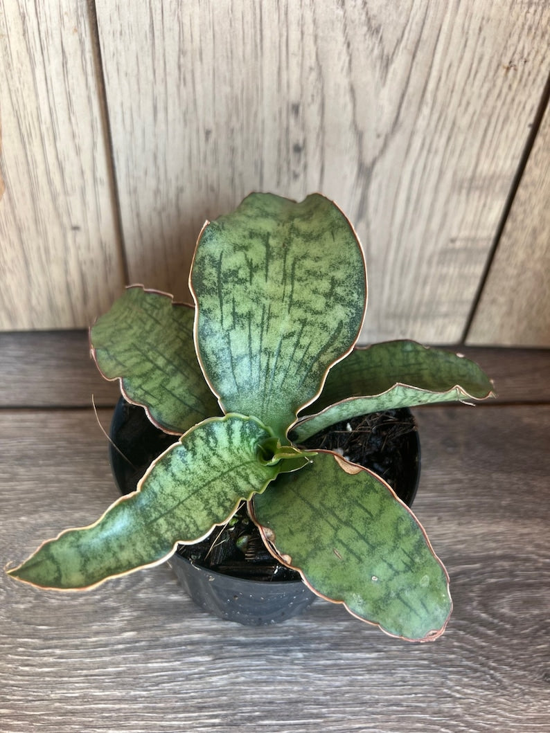 sansevieria cleopatra Sansevieria Cleopatra Plant in 4'' Pot | Snake Plant
