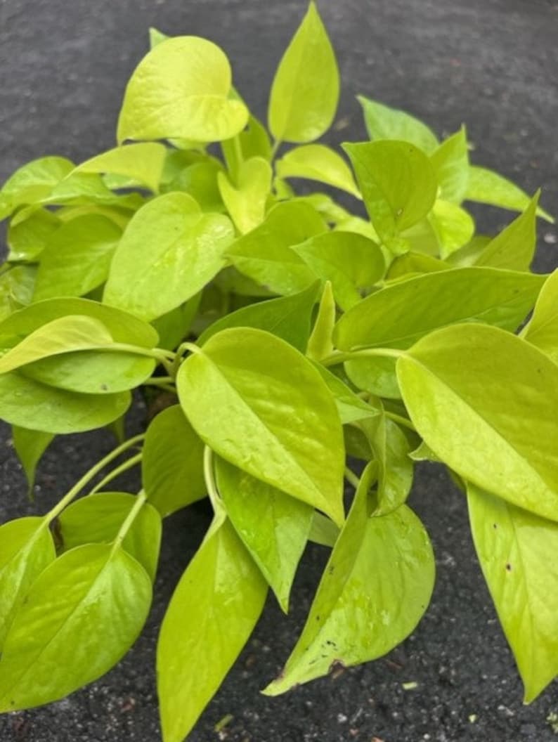 bright green pothos Neon Pothos Plant in 6" Pot - Epipremnum aureum