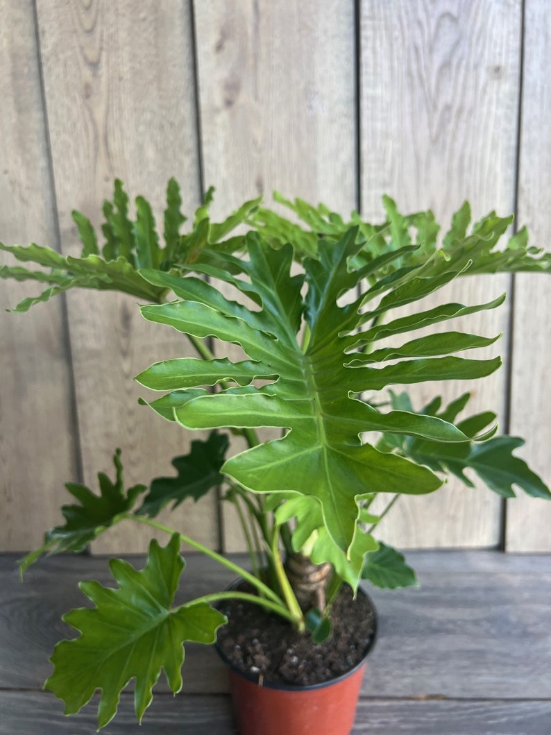 philodendron l Philodendron Lickety Split 6" Pot