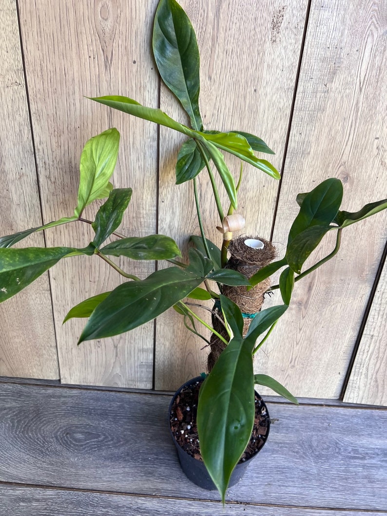 Philodendron 69686 Plant in 6