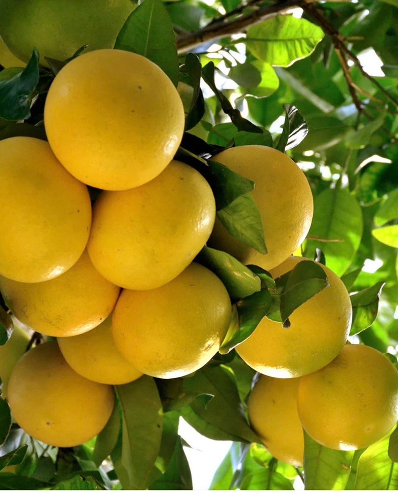 Star Ruby Grapefruit Tree 1/2 Gal Pot Grafted Citrus x paradisi Florida Shipping Only