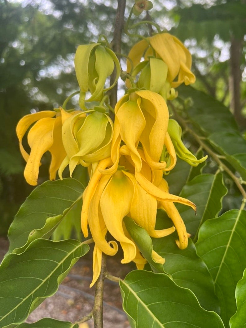 Ylang Ylang Tree in 10" Pot, Cananga odorata, Fragrant Tropical Plant for Aromatherapy and Landscaping