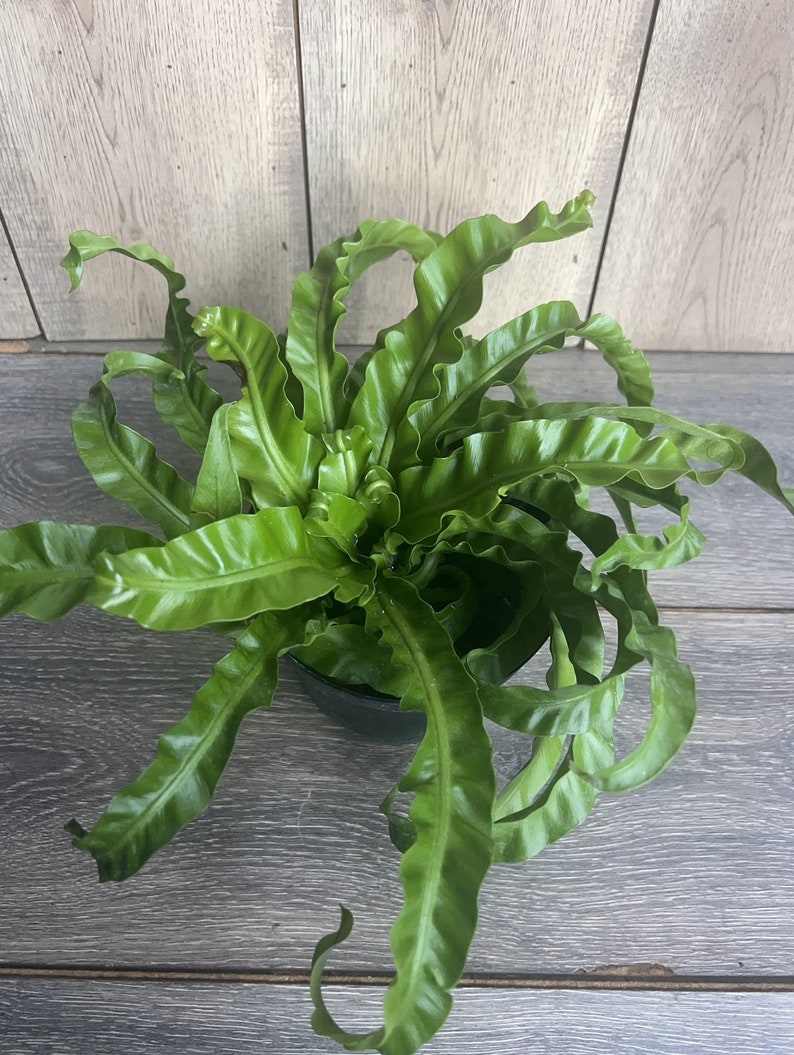 birds nest fern air purifier Hurricane Bird Nest Fern 6