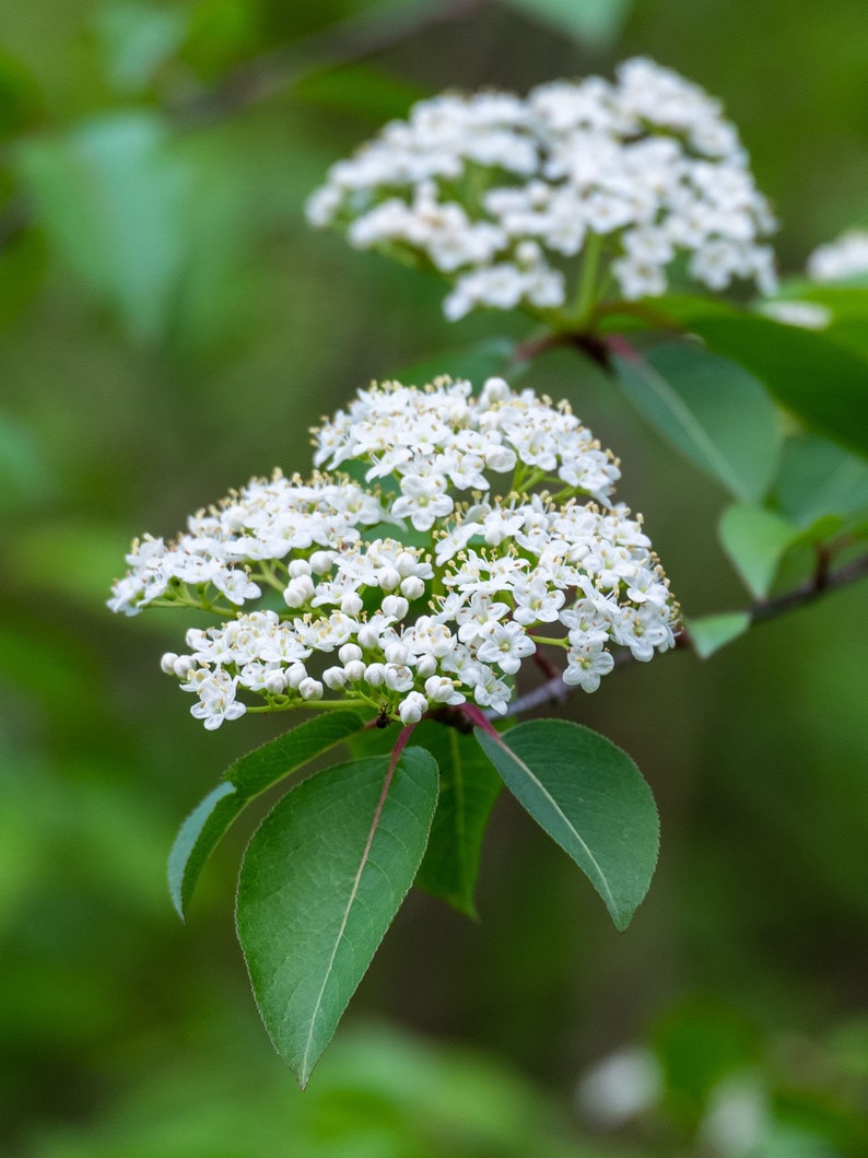 Black Haw Viburnum Plants - 4" Containers - 2 Pack - Viburnum prunifolium - White Flowers - Native Shrub for Zones 3-9