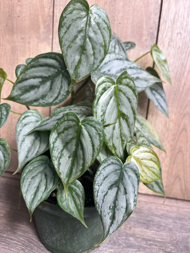 philodendron brandi vs brandtianum Philodendron Brandi Plant in 6" Pot