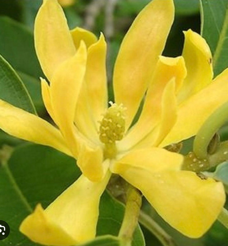 Yellow Magnolia Champaca Plant in 4" or 6" Pot, Joy Perfume Tree, Michelia champaca, Fragrant Yellow Flowers