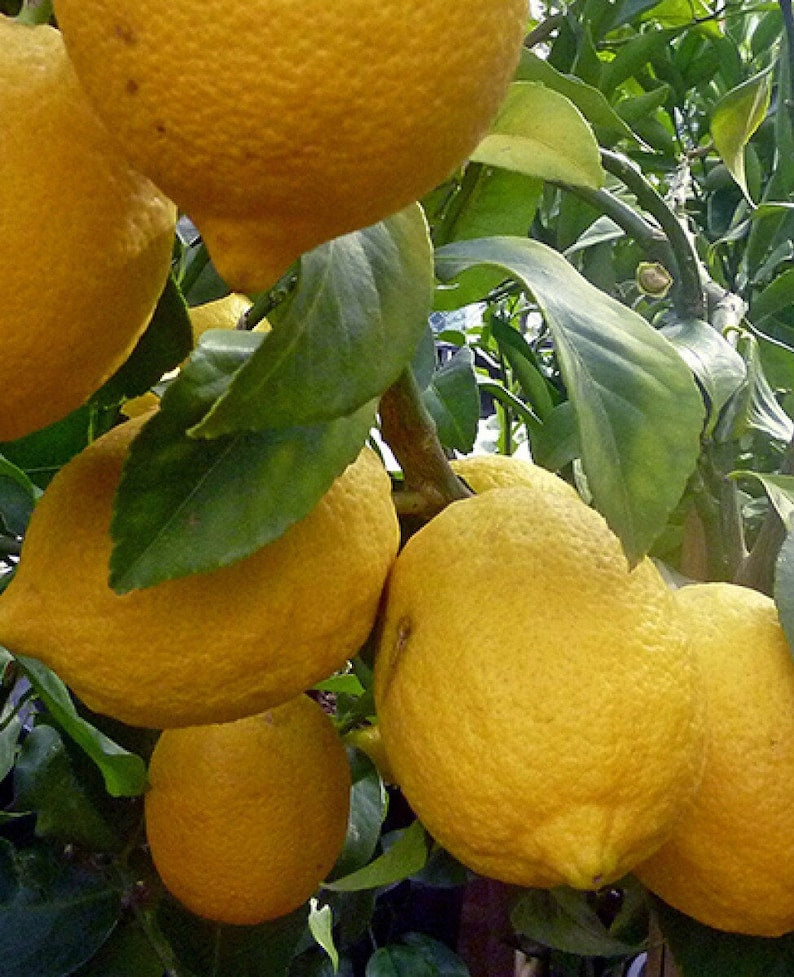 Ponderosa Lemon Tree - 1/2 Gallon Pot - Grafted Citrus - Citrus × limon 'Ponderosa' - Florida Shipping Only