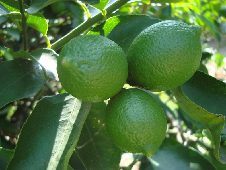 Persian Lime Tree 1/2 Gallon Pot, Grafted Bearss Lime, Citrus x Latifolia, Florida Shipping Only