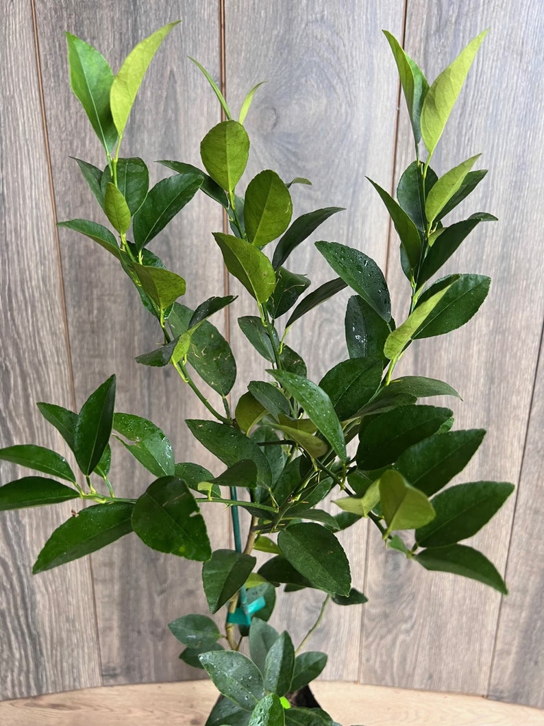 Persian Lime Tree in 1/2 Gallon Pot, Grafted Bearss Lime, Citrus x Latifolia, Florida Shipping Only