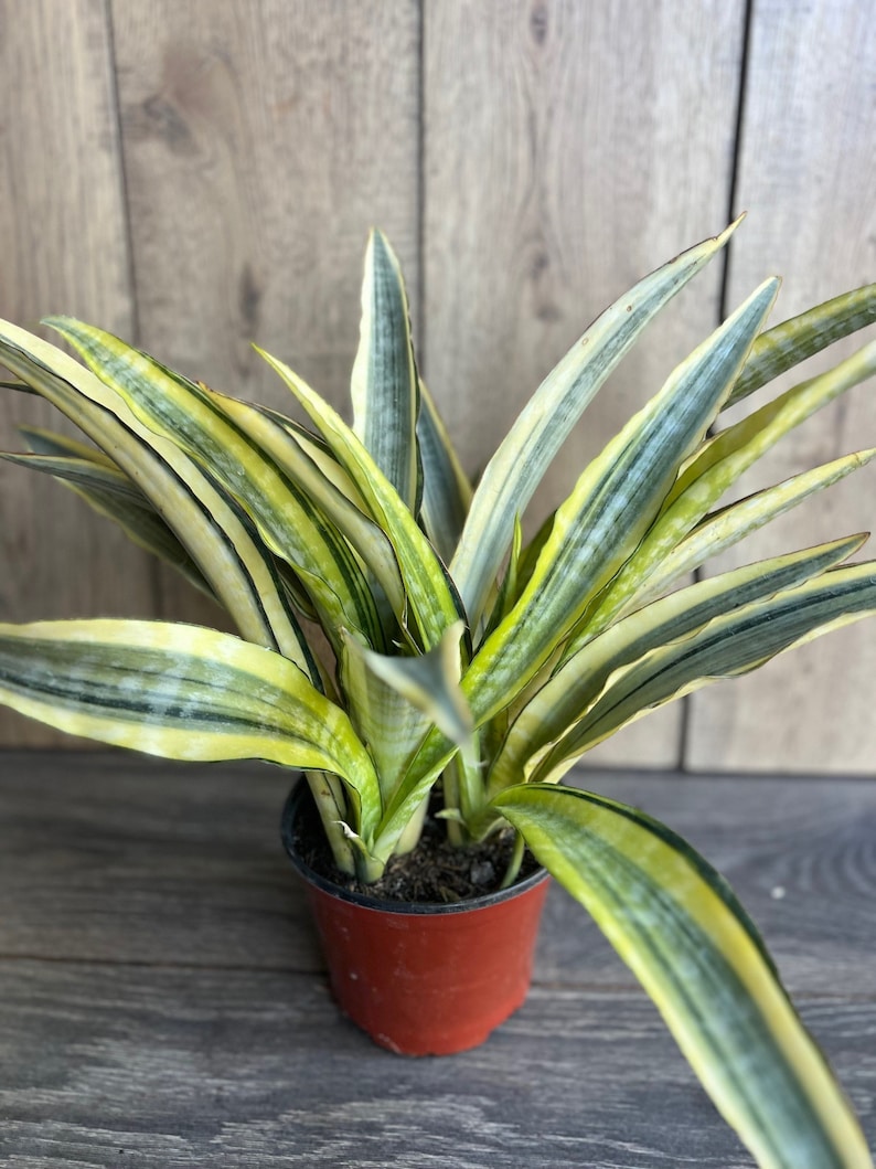 rarest snake plant Sansevieria Lauren 6" Pot