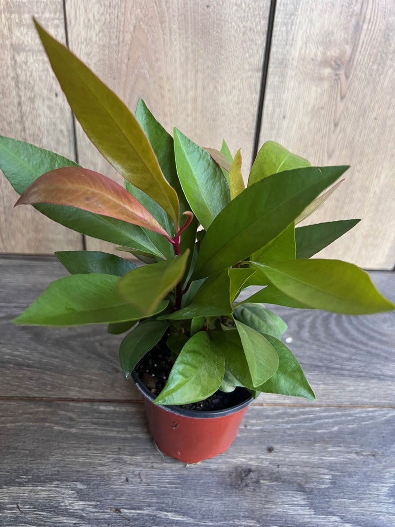 Ardisia Humilis House Plant in 4" Pot | Uncommon Indoor Shrub with Green Foliage | Perfect for Bright Spaces