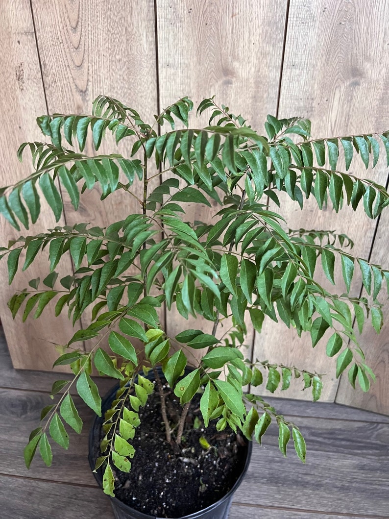 curry leaf plant indoors Curry Leaf Plant in 10" Pot - Murraya Koenigii