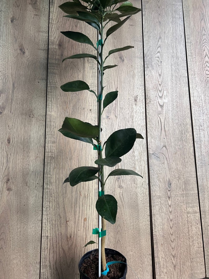 Grafted Shiranui Dekopon Mandarin Orange Tree - Half Gallon Pot, Sweet Citrus, Citrus reticulata, Florida Shipping Only