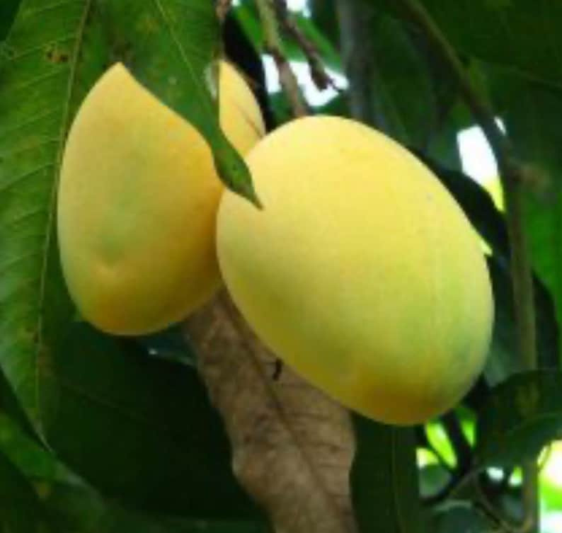 Alphonso Mango Tree in 3 Gallon Pot, Grafted, Mangifera Indica - Sweet Indian Fruit, Tropical Plant for Home Garden