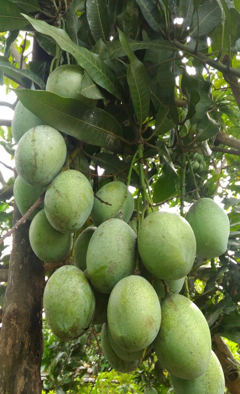 Ice Cream Mango Tree in 3 Gallon Pot - Grafted Tropical Mango (Mangifera indica) for Container Growing, Sweet Flavor