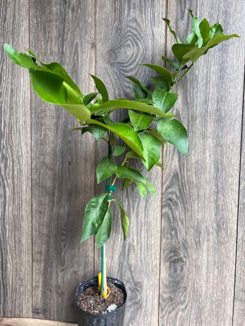 Ponderosa Lemon Tree 1/2 Gallon Pot, Grafted Citrus, American Wonder Lemon (Citrus limon) - Florida Shipping Only