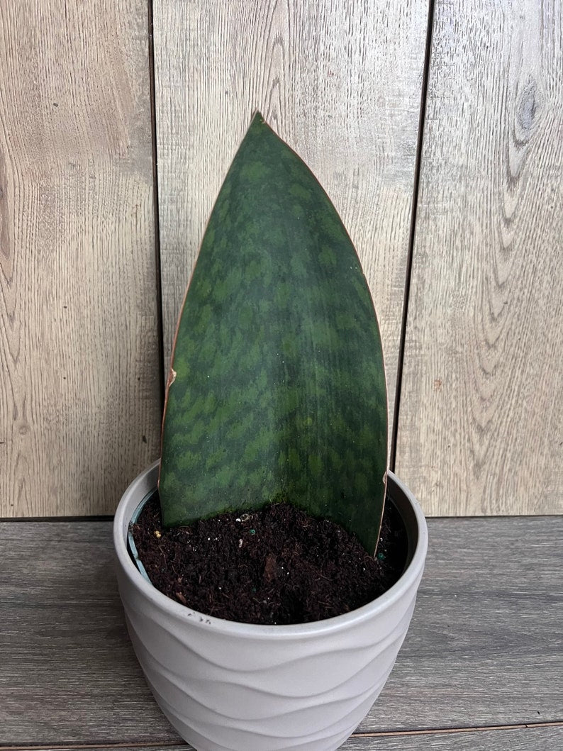 Sansevieria Whale Fin Snake Plant in 6