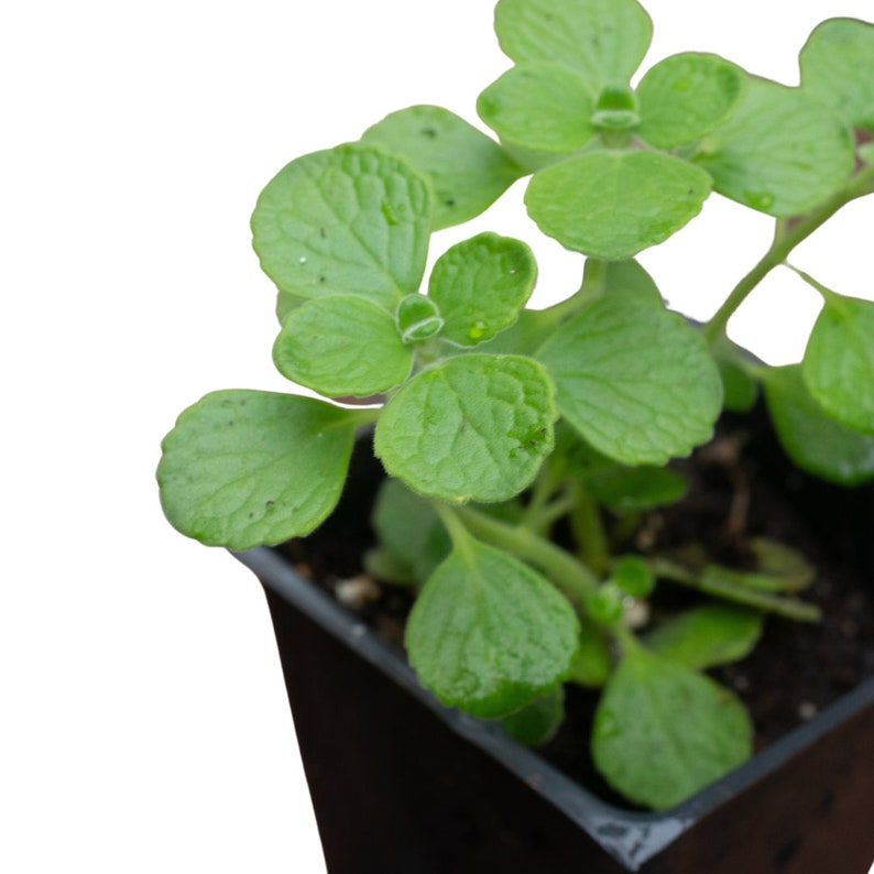 Organic Vicks Plant in 2.5-Inch Pot - Plectranthus tomentosa - Naturally Grown, No Chemicals, Healthy Indoor Herb