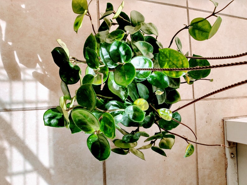 Hoya Plant - Small Rooted Hoya Carnosa Chelsea + Free Cutting