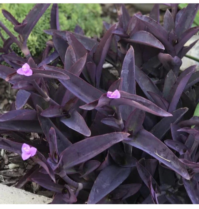 purple heart plant indoor Purple Heart Plant