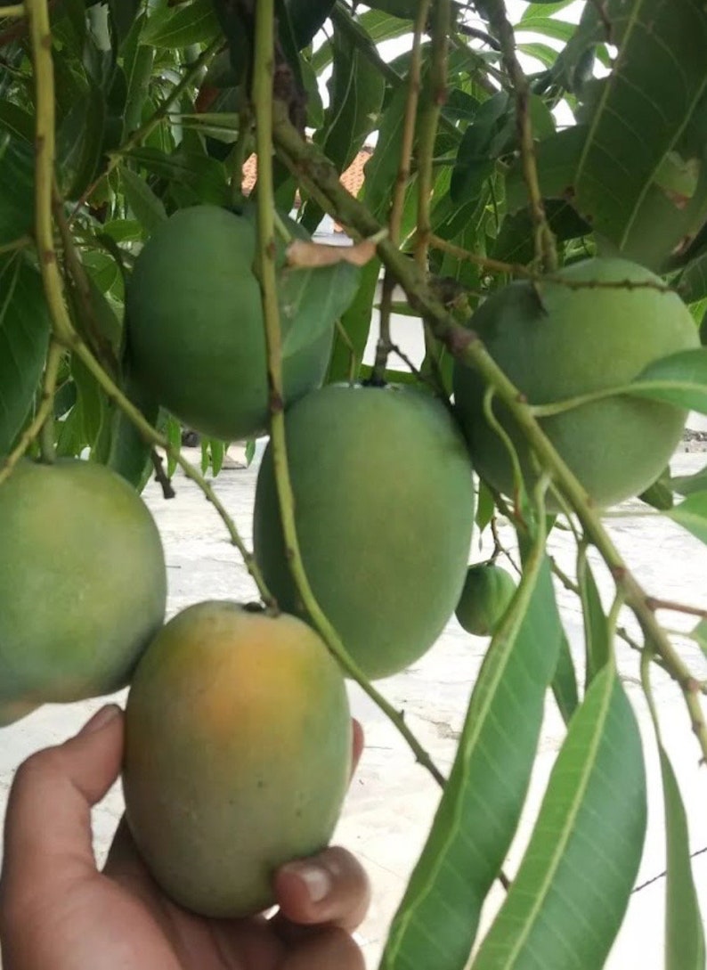 Sugar Loaf Mango Tree in 3 Gallon Pot, Grafted Tropical Variety (Mangifera indica) - No Shipping to HI