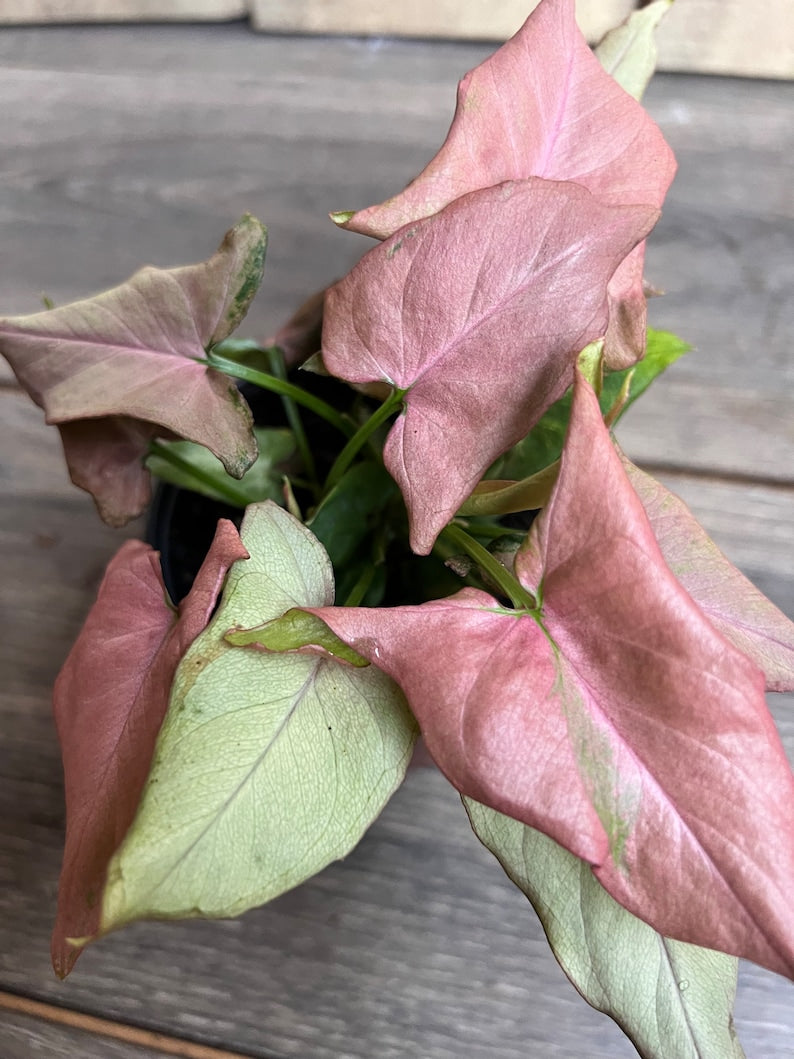 pink stem indoor plant Syngonium Plant 4" Pot Pink Schott Pink Perfection Syngonium podophyll – Jayme Garden