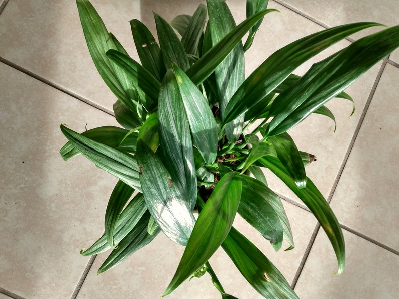 Silver Stripe Pothos Cutting - 1 Rooted Cutting + 1 Free Cutting - Eas   Jayme Garden