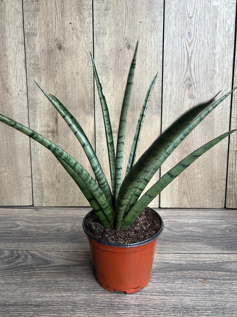 Sansevieria Javancia Plant in 6" Pot - Hardy Snake Plant for Easy Care   Jayme Garden