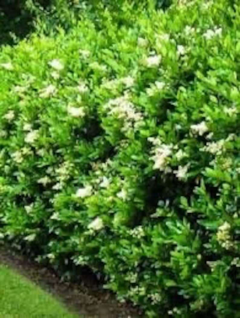 ligustrum ovalifolium california privet California Privet Plant in Quart Pot - Ligustrum ovalifolium