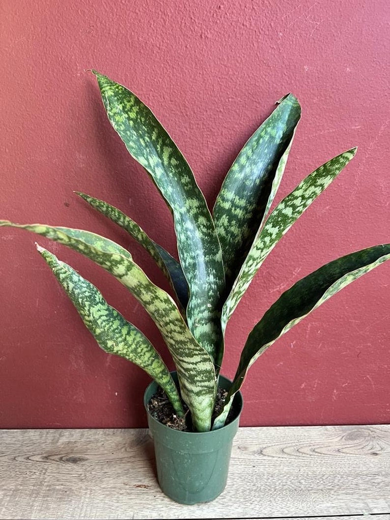 giant sansevieria Large Sansevieria Jaboa in 6" Pot, King Jaboa, Dracaena Jaboa